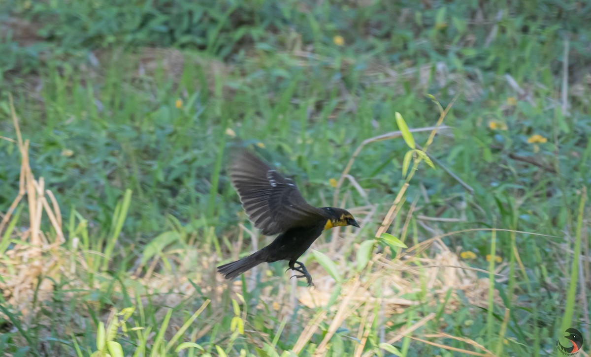 Yellow-headed Blackbird - ML617661220