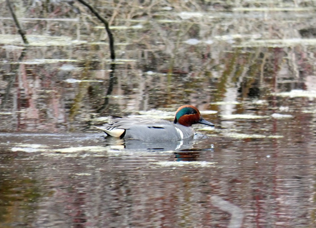 Green-winged Teal - ML617661232