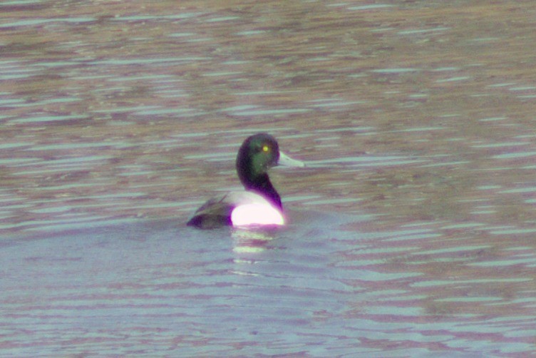 Greater Scaup - ML617661244