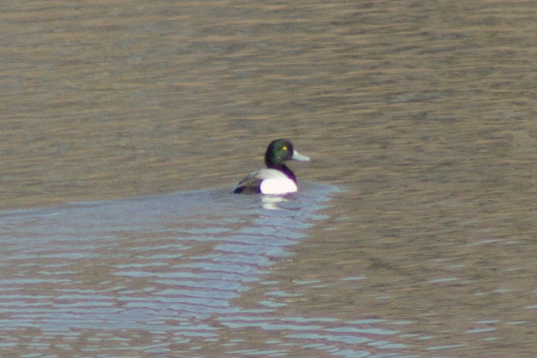 Greater Scaup - ML617661245