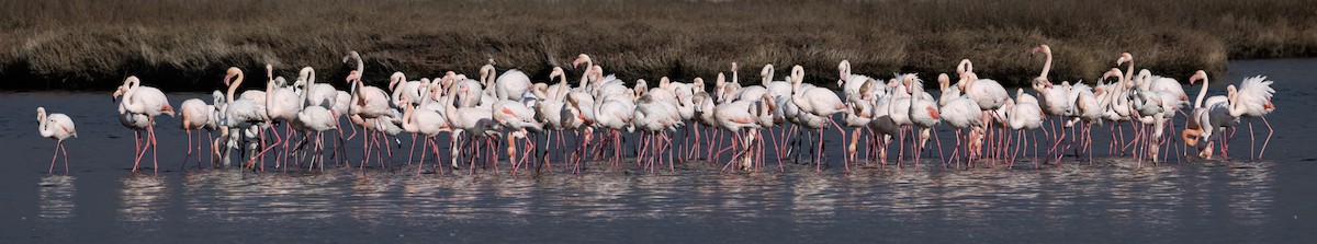 Greater Flamingo - ML617661270