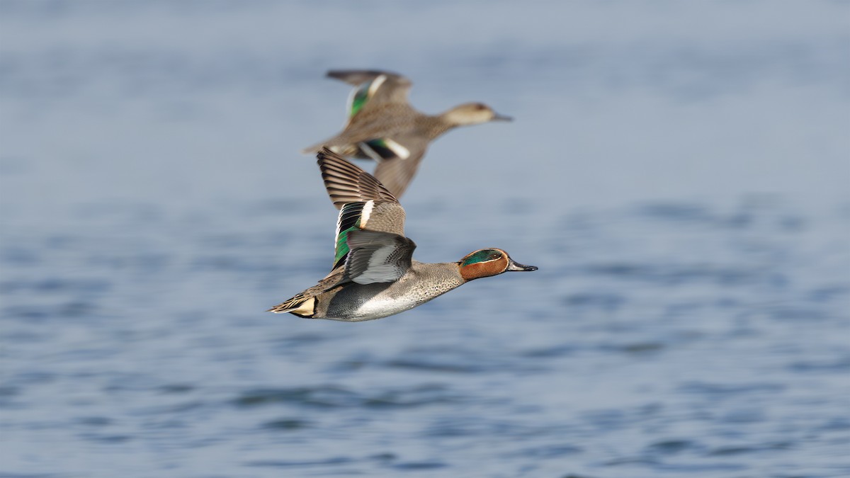 Green-winged Teal - ML617661288