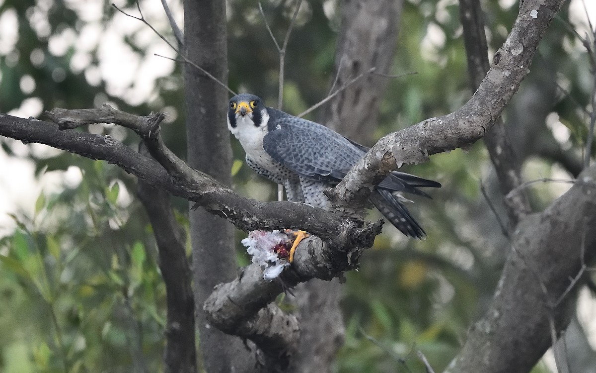 Peregrine Falcon - Bhaskar Mandal