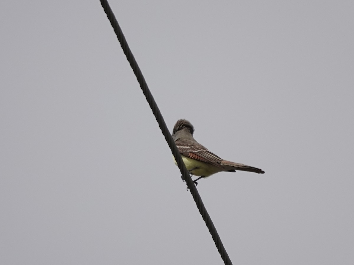 Great Crested Flycatcher - ML617661496