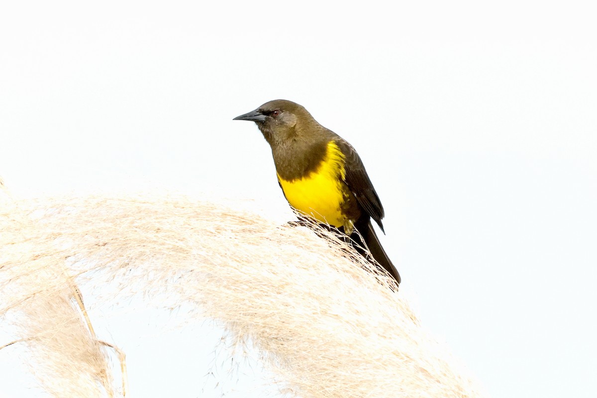 Brown-and-yellow Marshbird - ML617661522