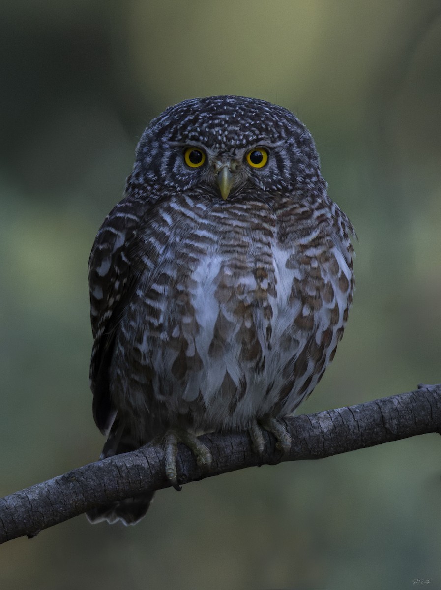 Collared Owlet - ML617661532