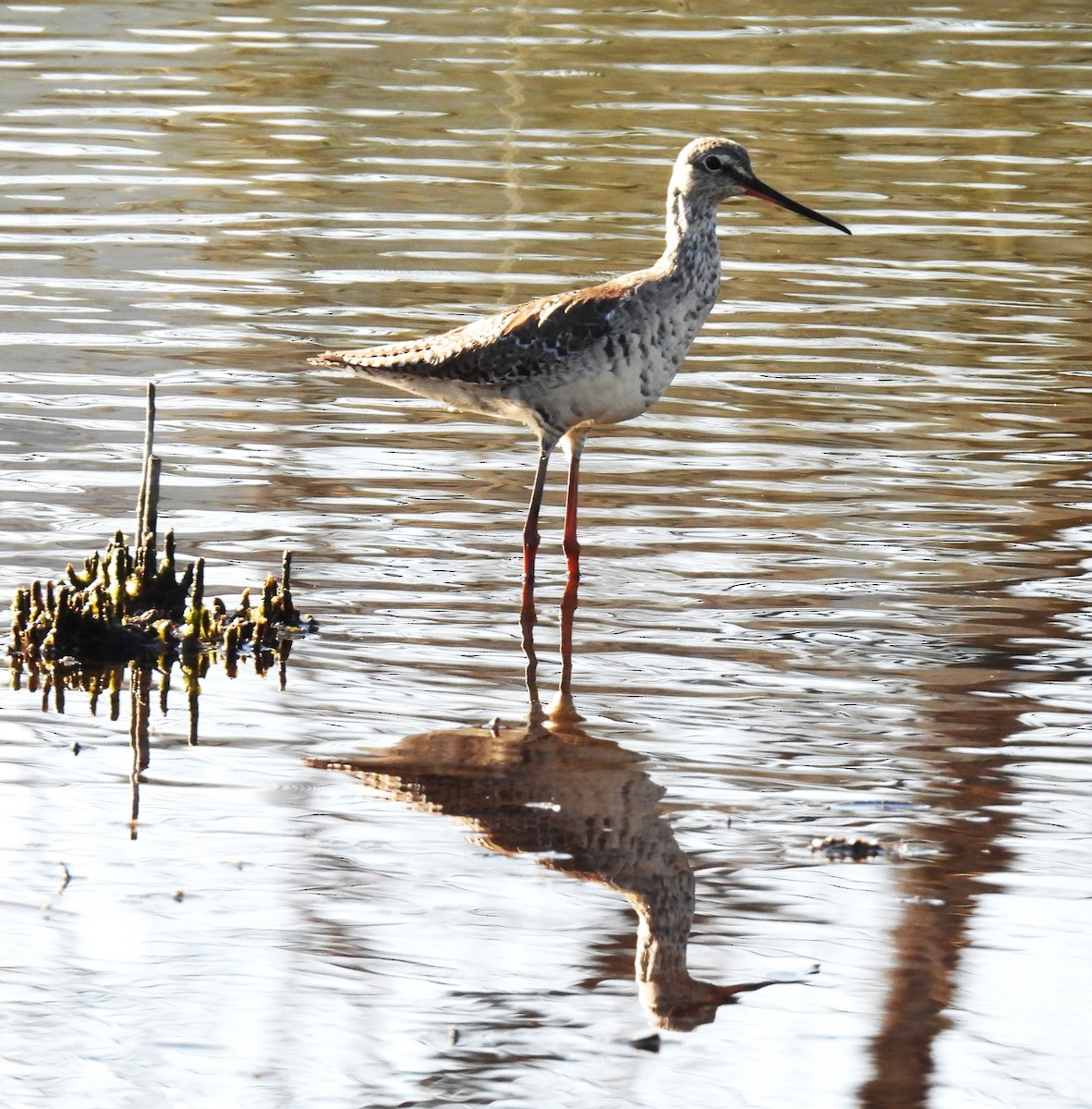Spotted Redshank - ML617661589