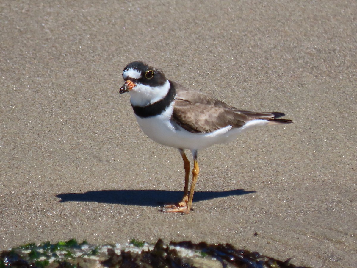 Semipalmated Plover - ML617661600