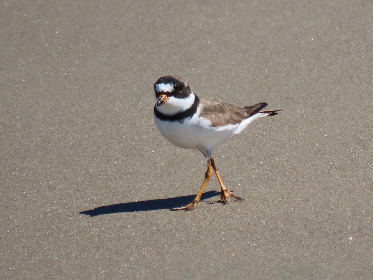 Semipalmated Plover - ML617661601