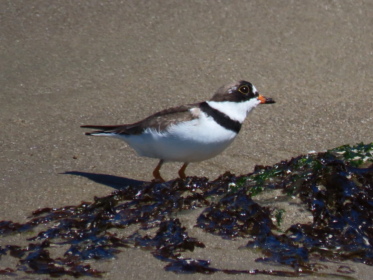 Semipalmated Plover - ML617661602