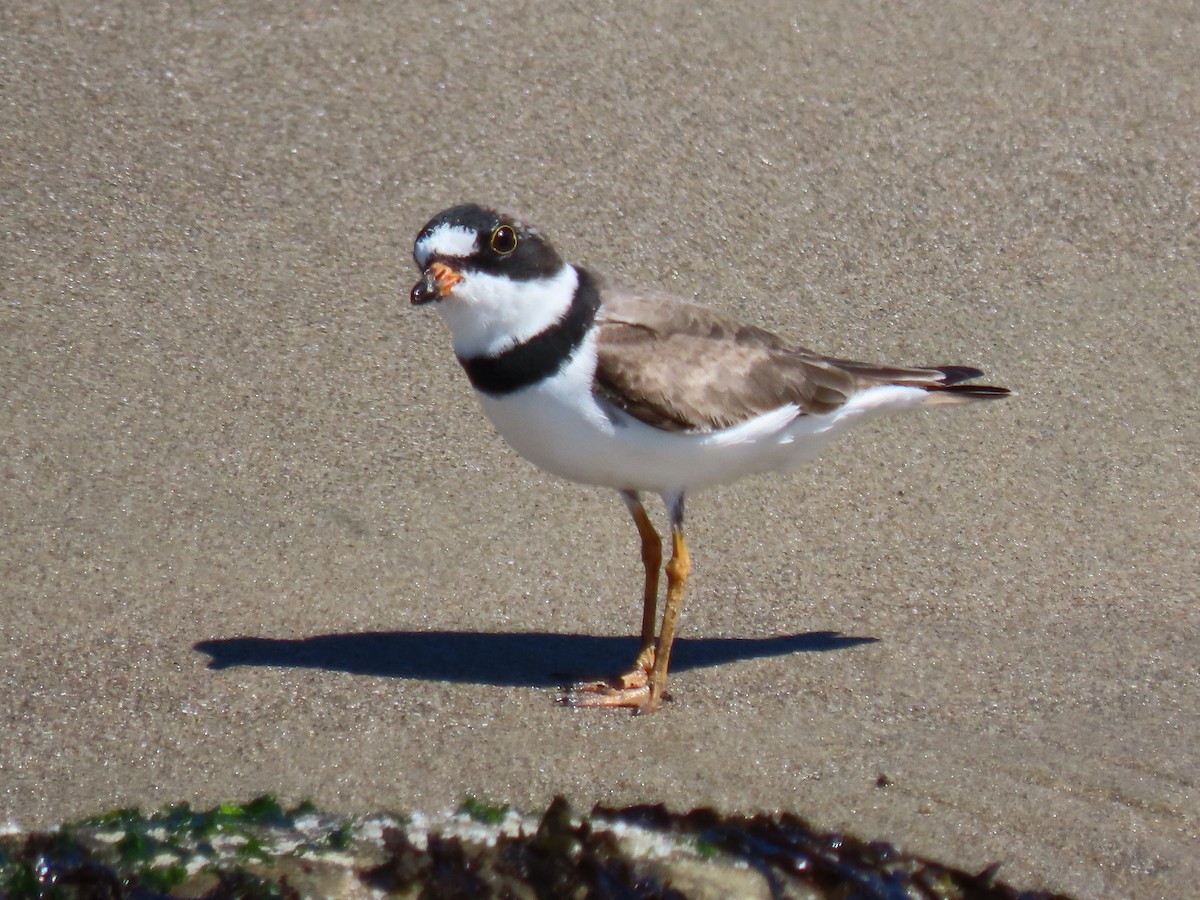 Semipalmated Plover - ML617661603