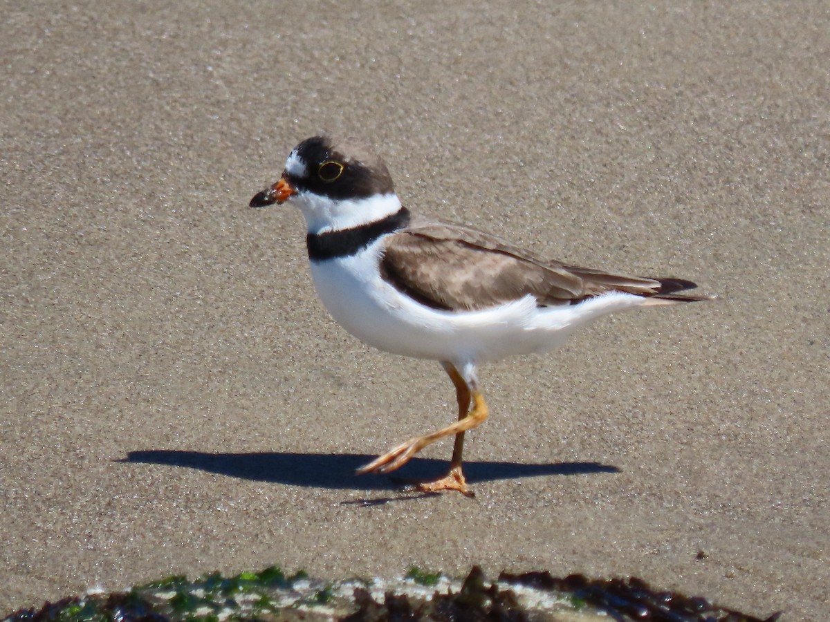Semipalmated Plover - ML617661604
