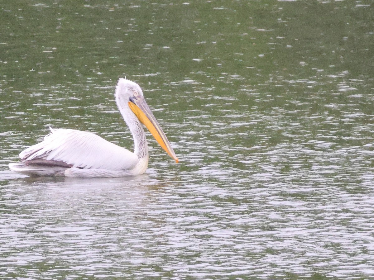 pelikán kadeřavý - ML617661614
