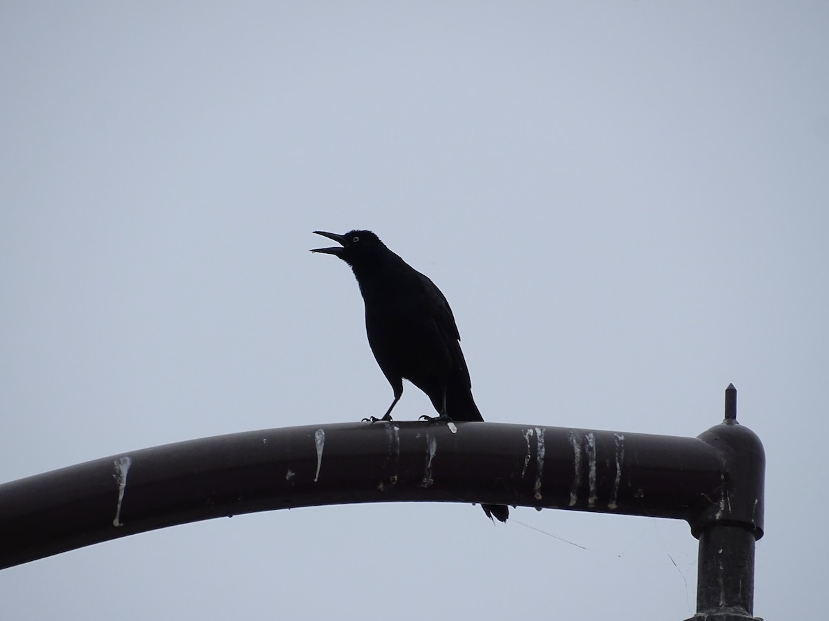 Great-tailed Grackle - Thomas Turner
