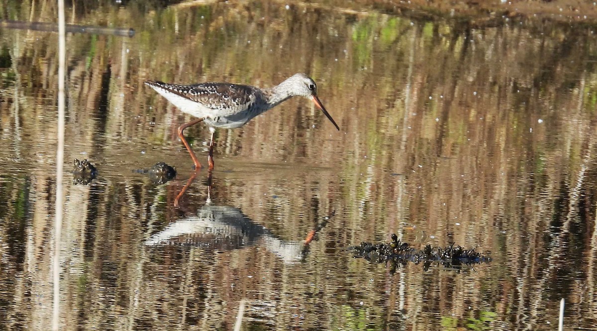 Spotted Redshank - ML617661658