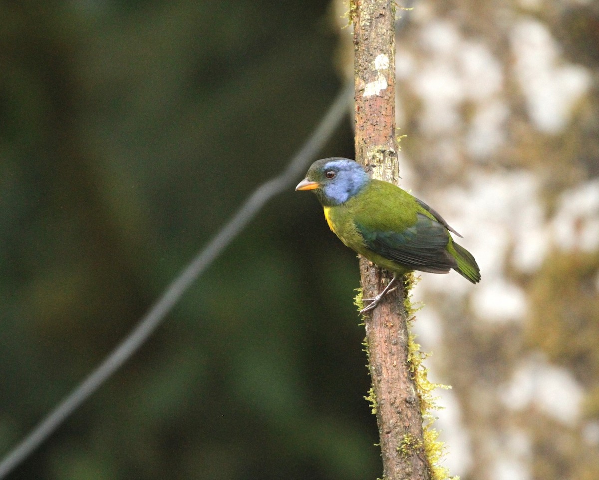 Moss-backed Tanager - ML617661680