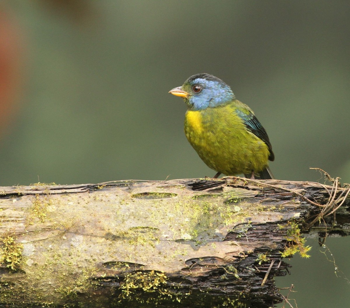 Moss-backed Tanager - ML617661691