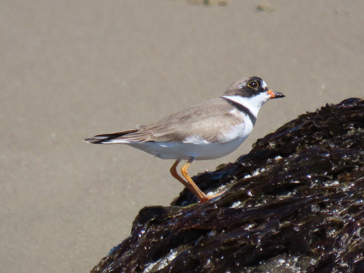 Semipalmated Plover - ML617661701