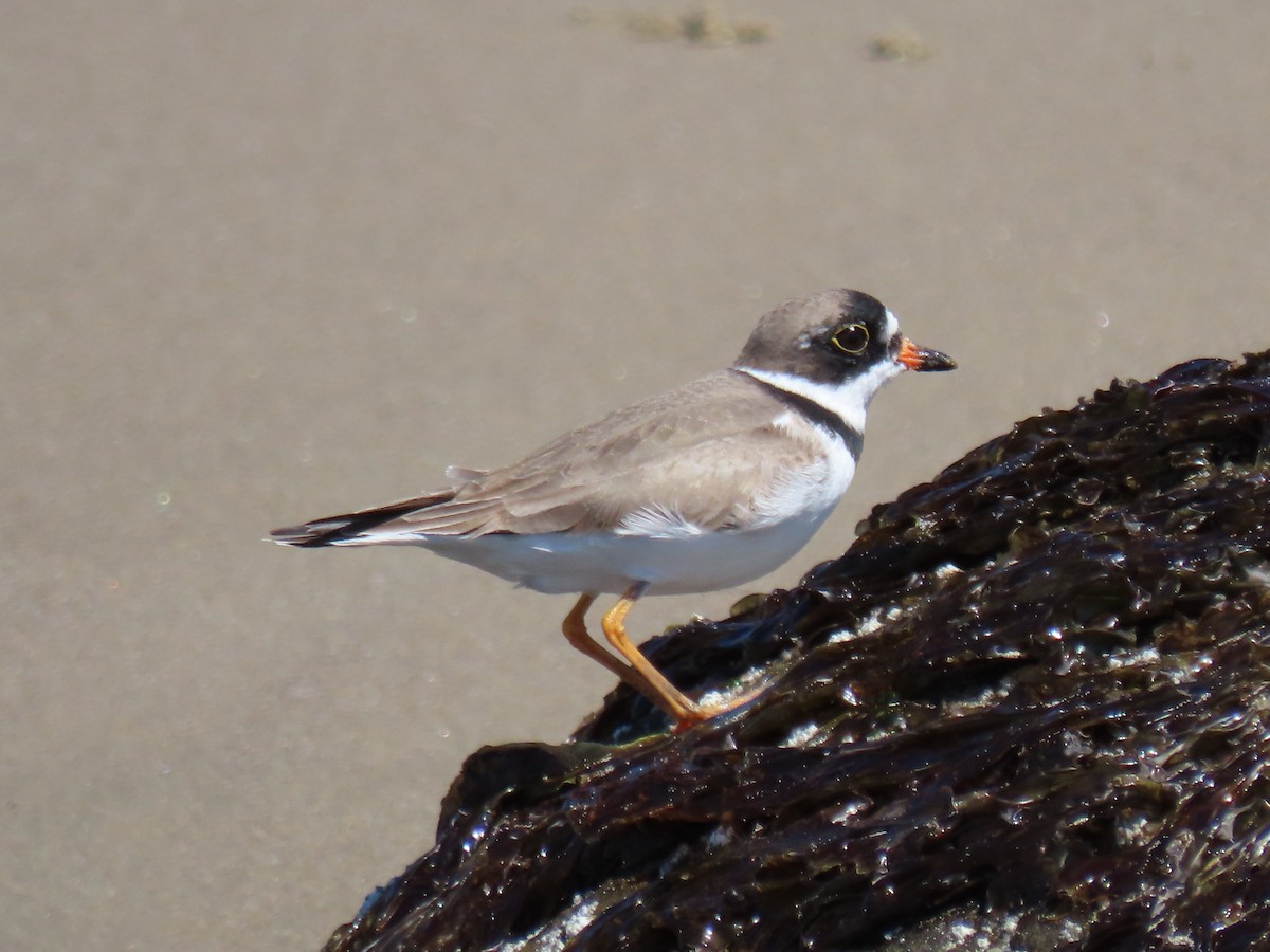 Semipalmated Plover - ML617661702
