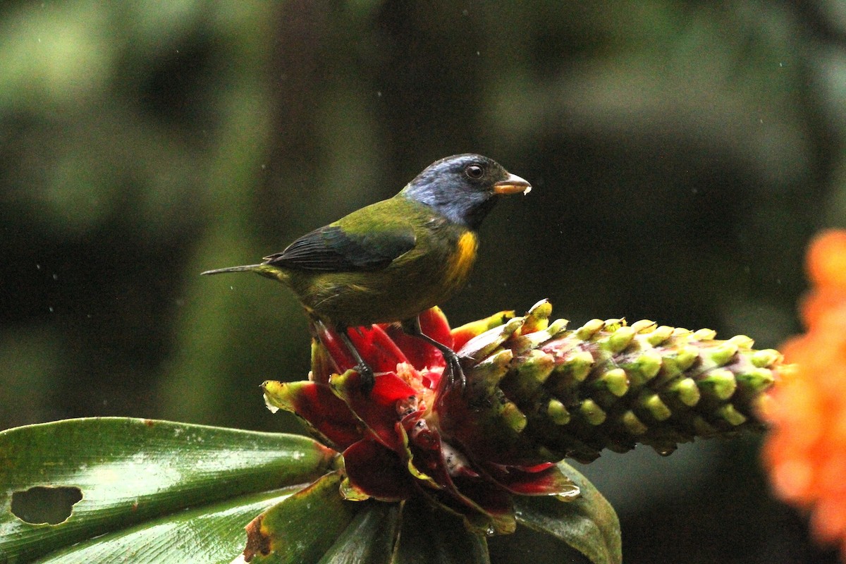 Moss-backed Tanager - ML617661717