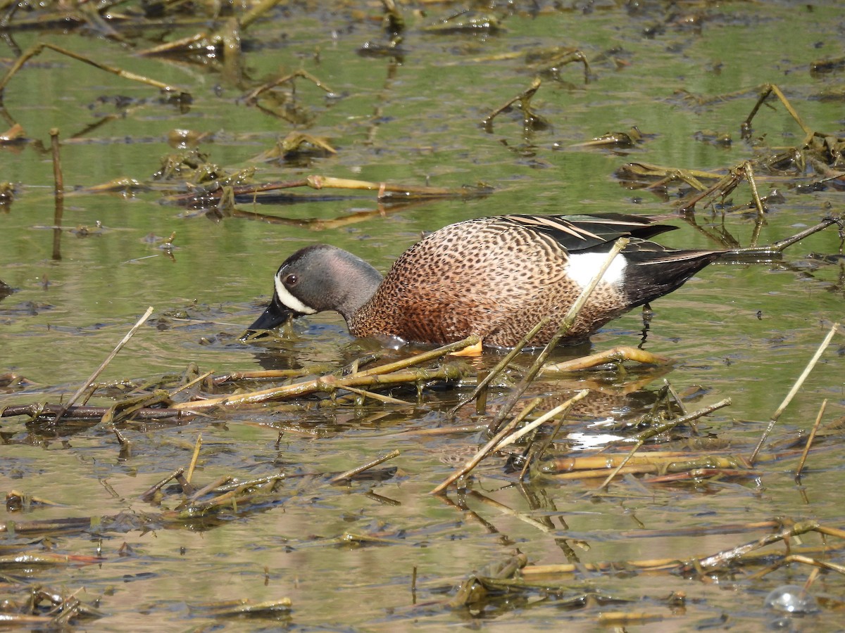 Blue-winged Teal - ML617661739