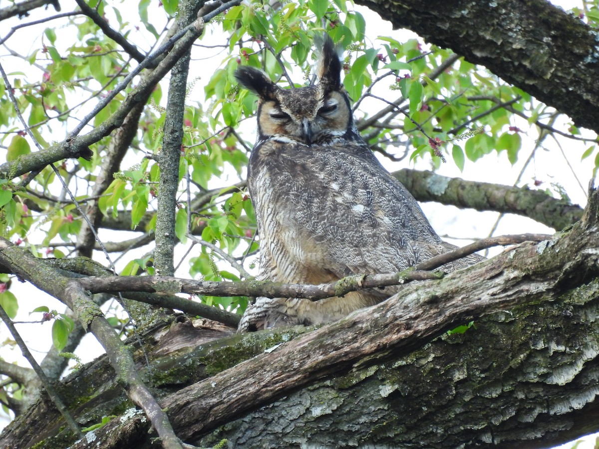 Great Horned Owl - ML617661755