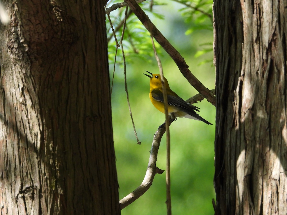 Prothonotary Warbler - ML617661783