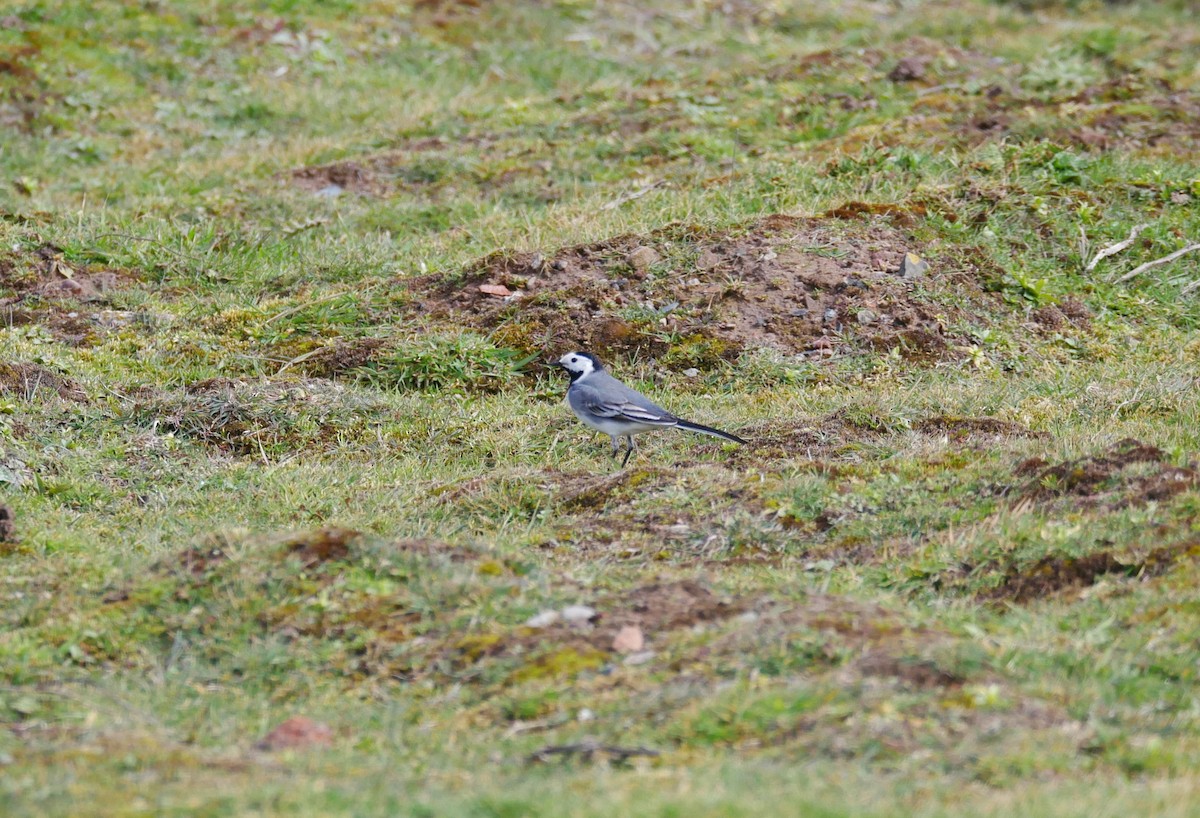 White Wagtail (White-faced) - ML617661792