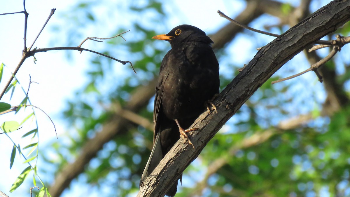 Eurasian Blackbird - ML617661801
