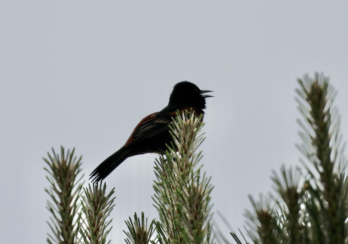 Orchard Oriole - ML617661824