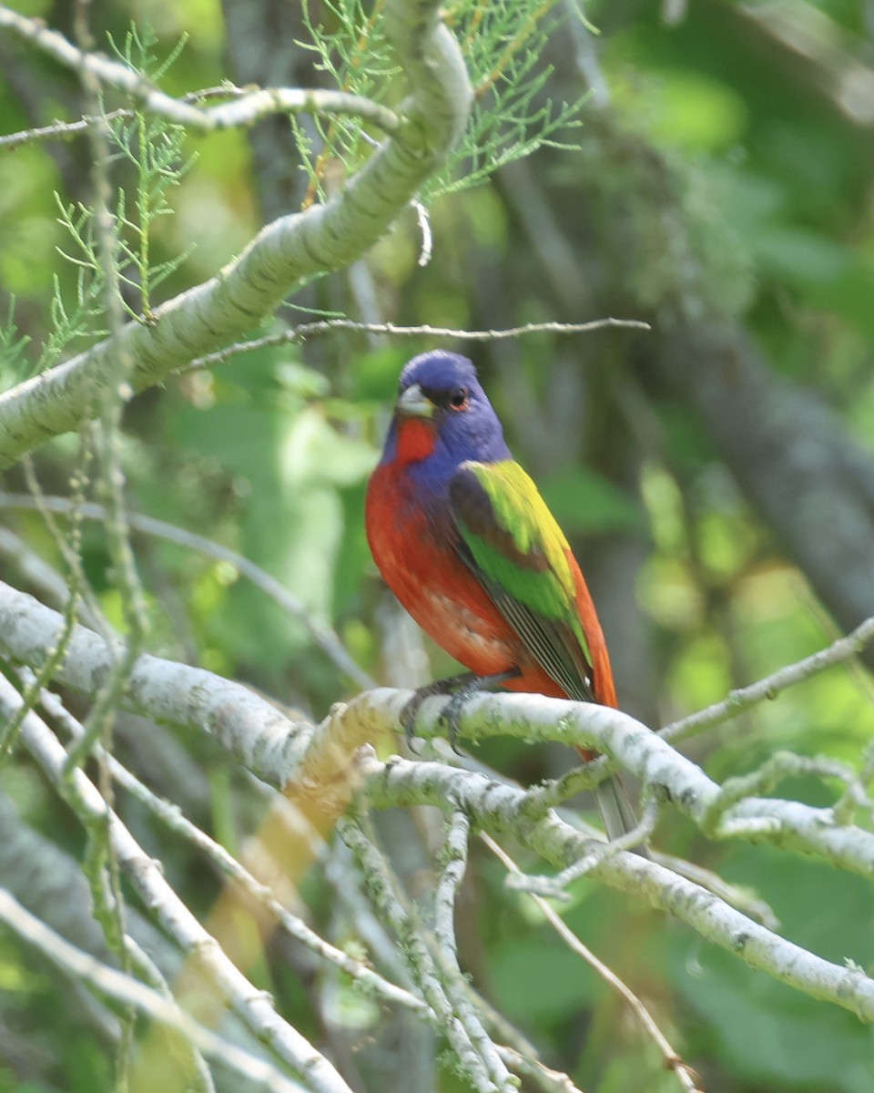 Painted Bunting - ML617661839