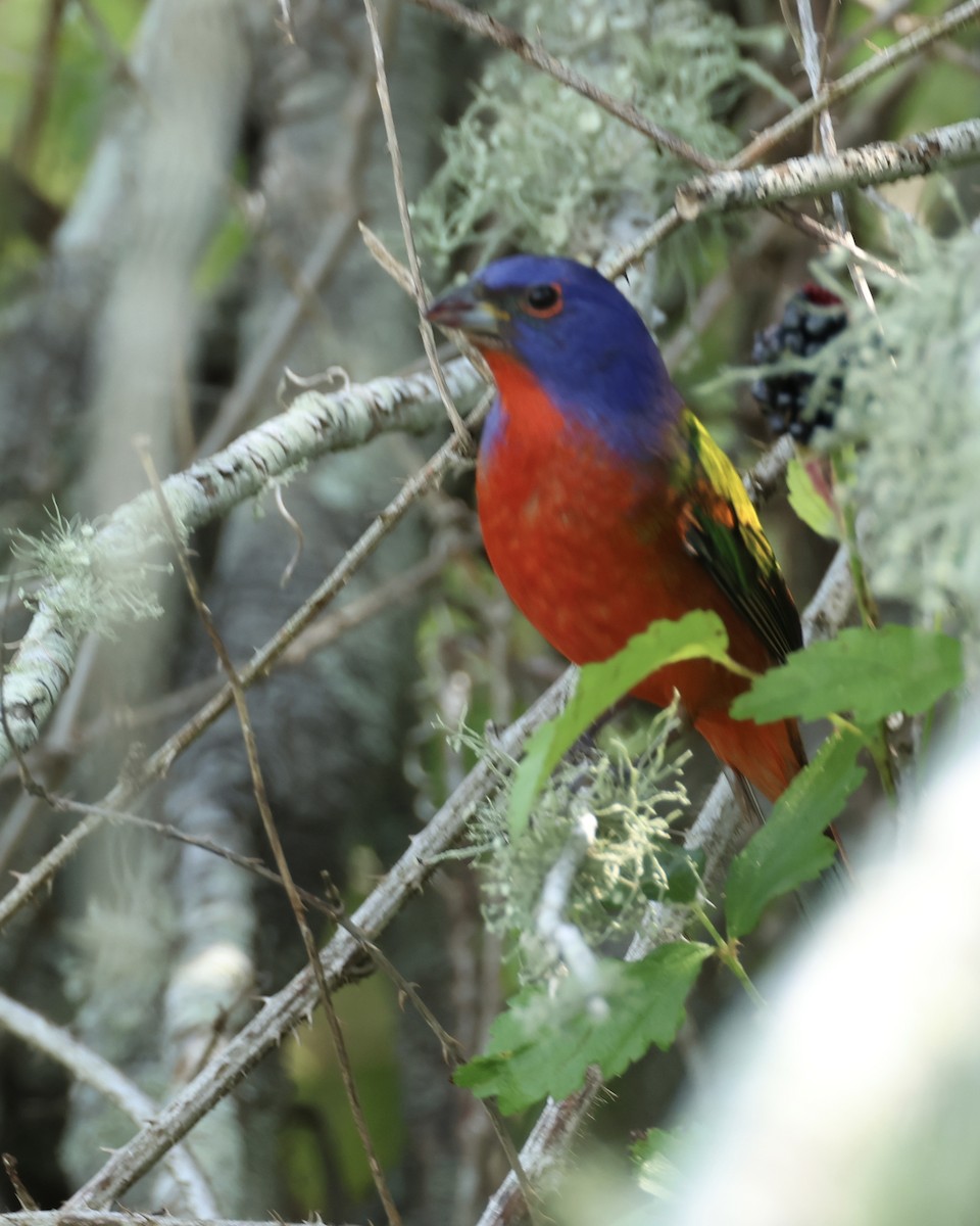 Painted Bunting - ML617661841