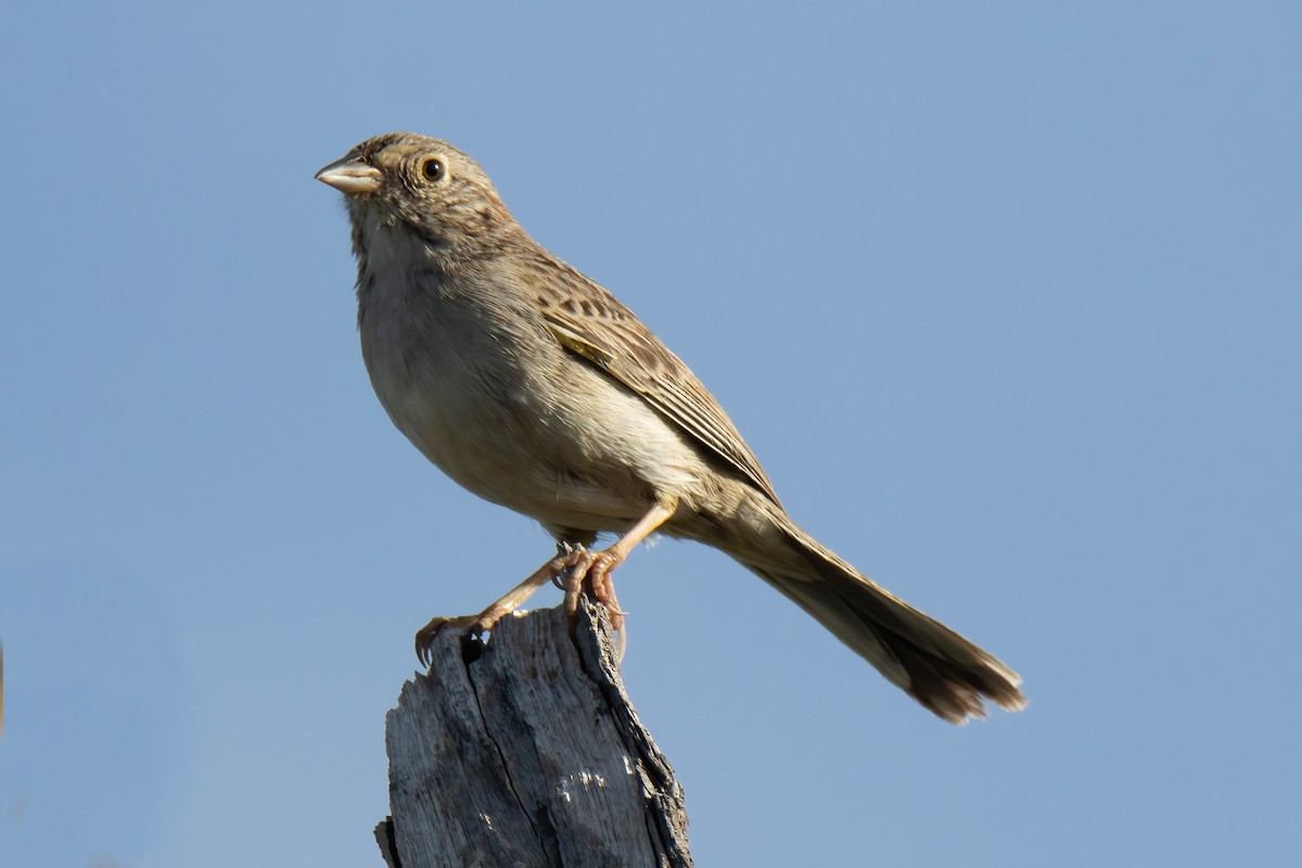 Cassin's Sparrow - ML617661842