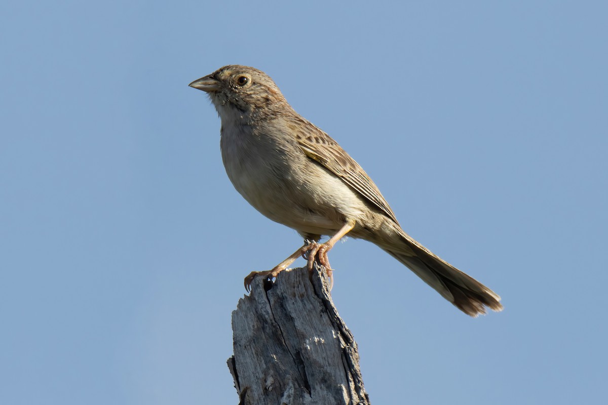 Cassin's Sparrow - Janet Stevens