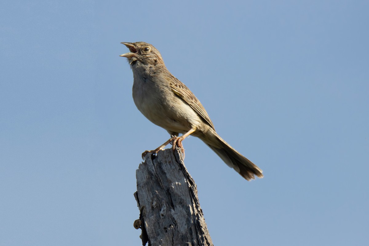 Cassin's Sparrow - ML617661847