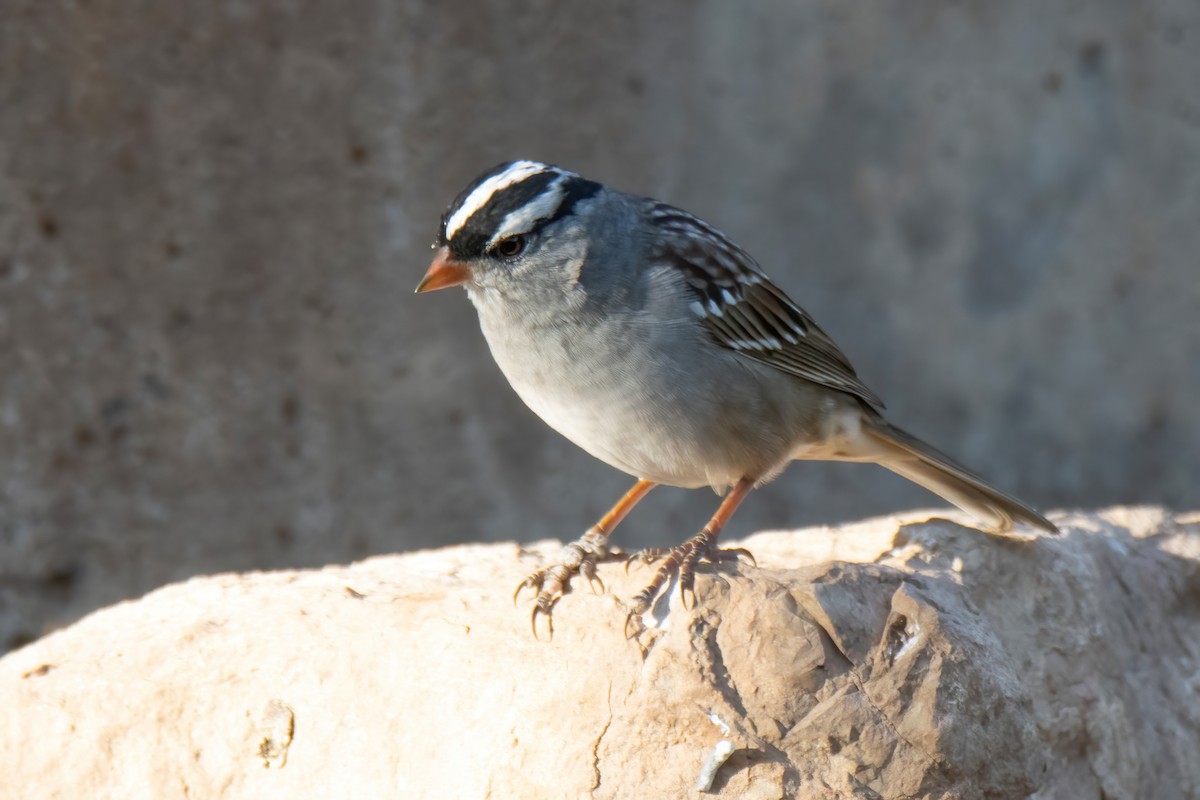 White-crowned Sparrow - ML617661855