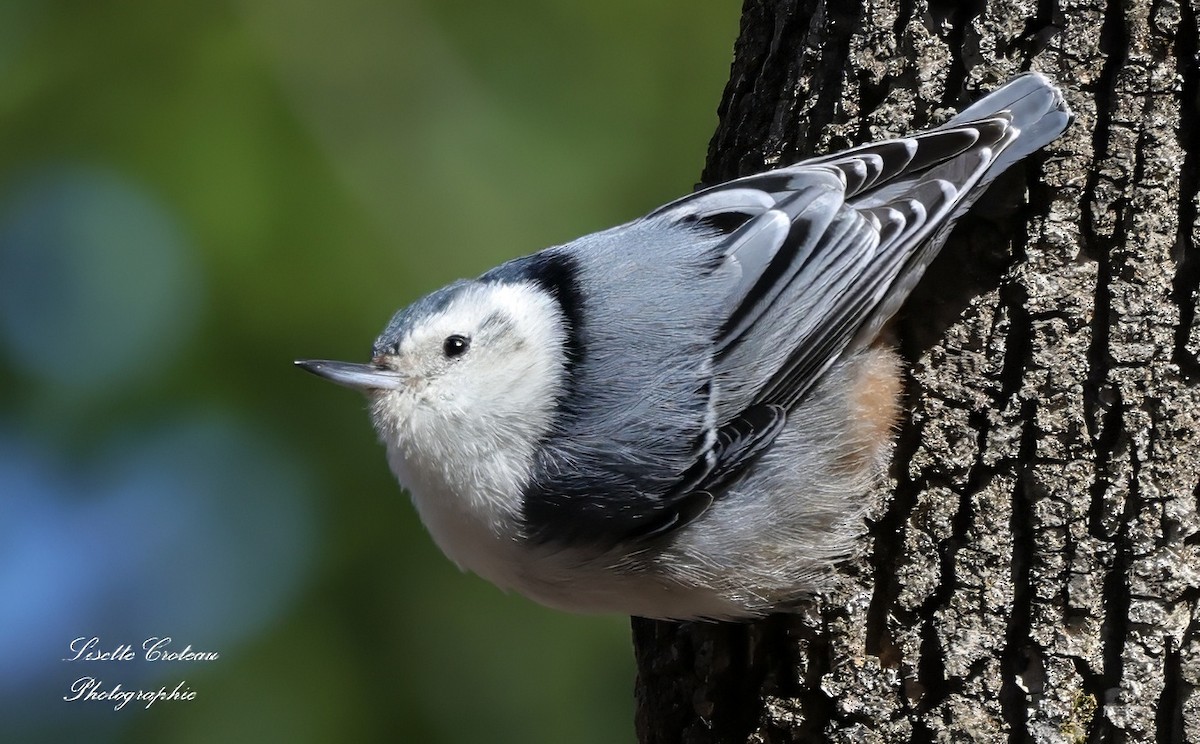 White-breasted Nuthatch - ML617661878