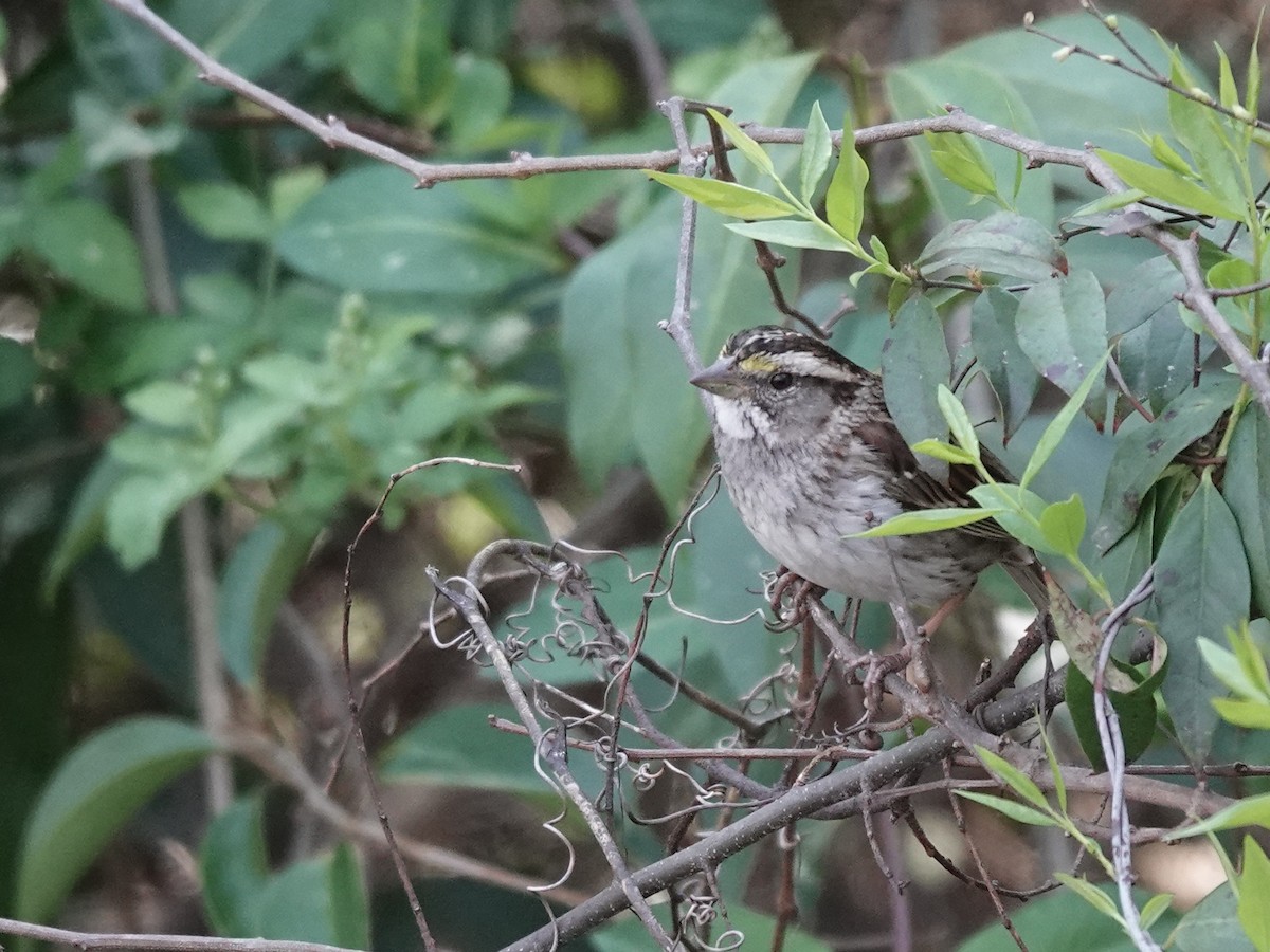 White-throated Sparrow - Charlie Spencer