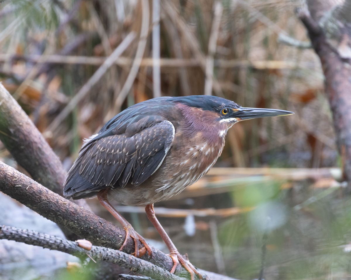 Green Heron - Dixie Sommers