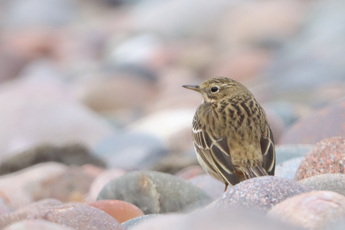 Meadow Pipit - ML617662268