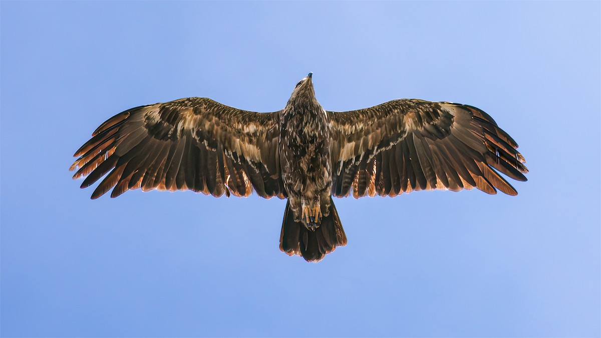Lesser Spotted Eagle - ML617662289