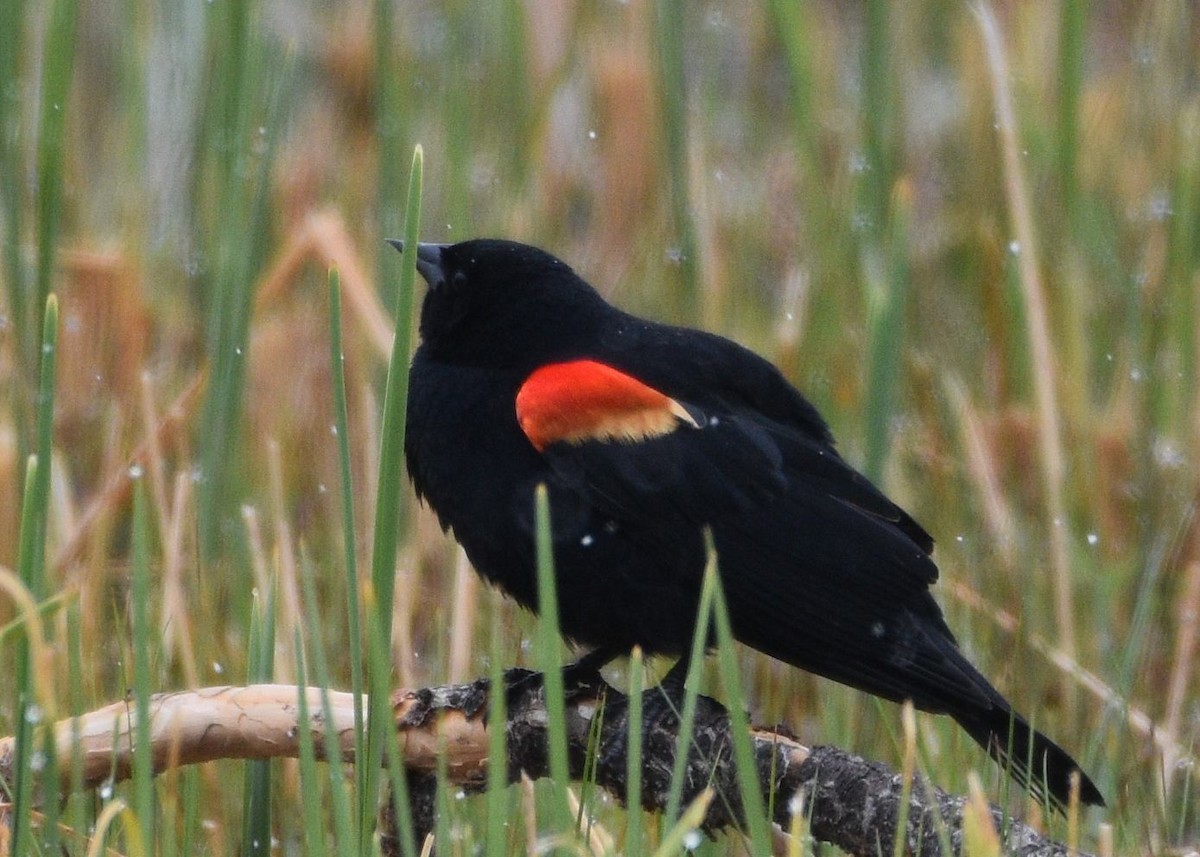 Red-winged Blackbird - Susan Rosine