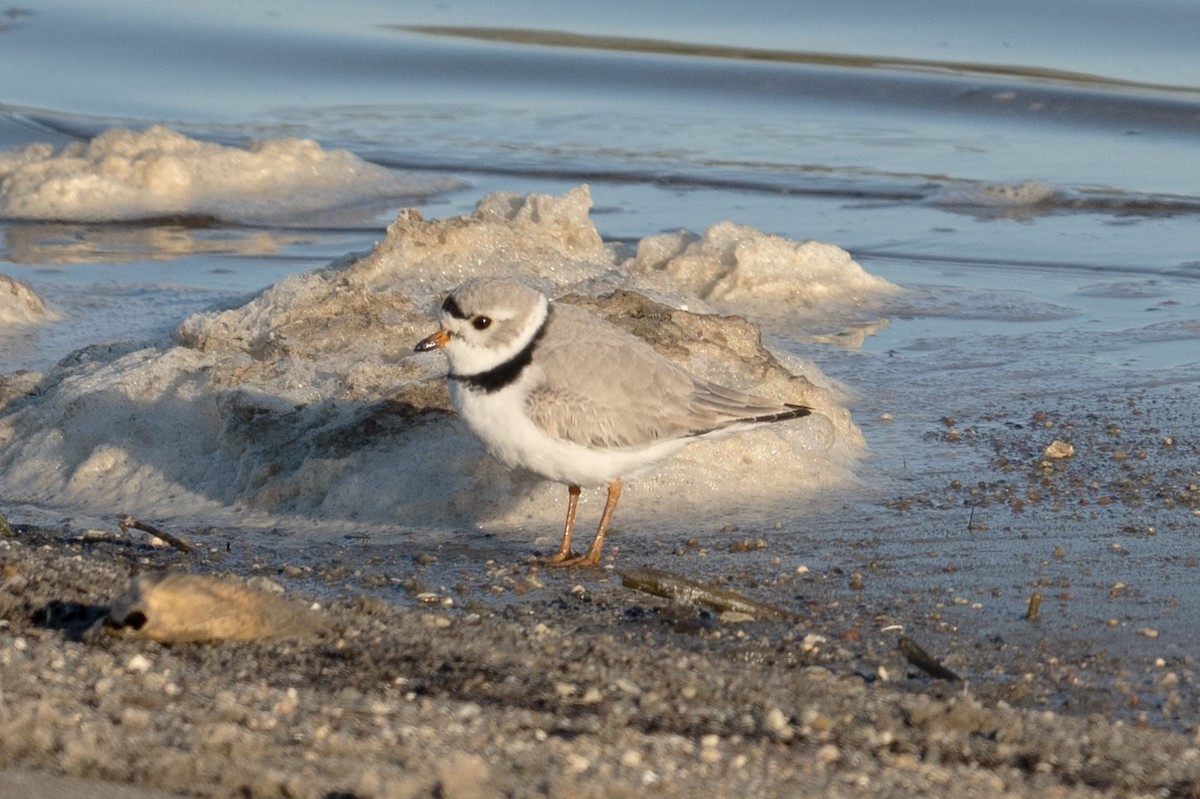 Piping Plover - ML617662323