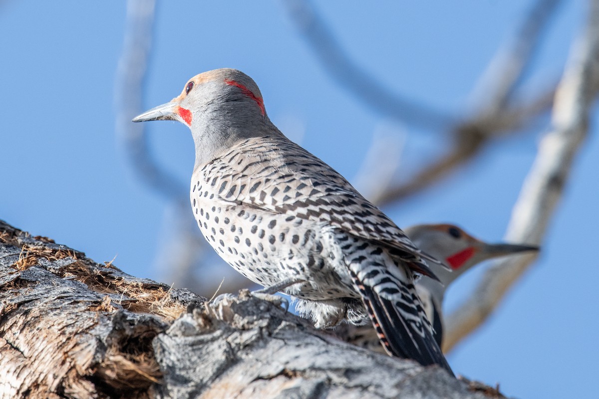 Northern Flicker (Yellow-shafted x Red-shafted) - ML617662325