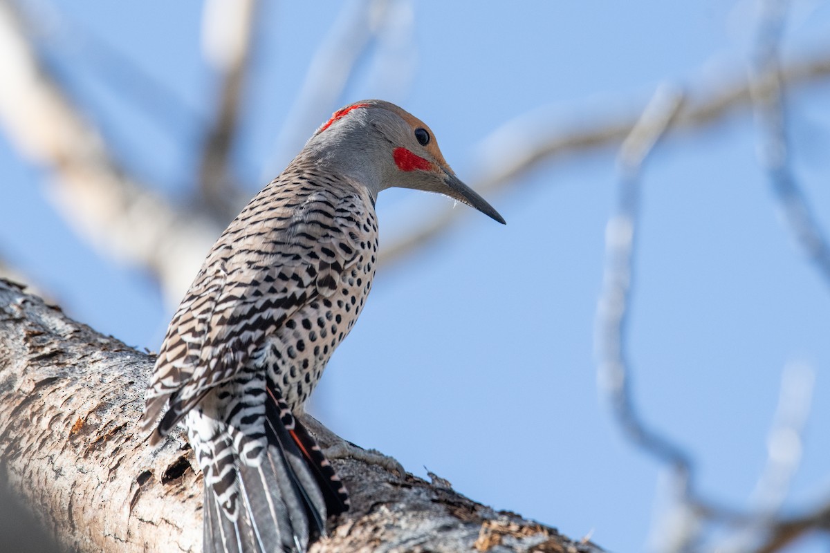Northern Flicker (Yellow-shafted x Red-shafted) - ML617662326