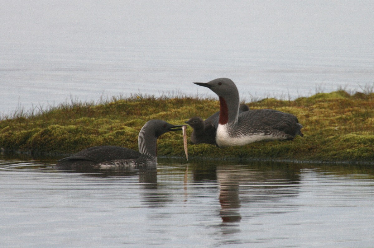 Red-throated Loon - ML617662480