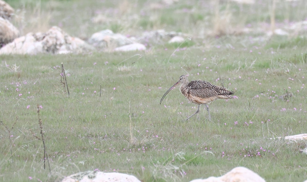Long-billed Curlew - ML617662561
