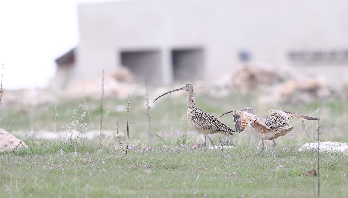Long-billed Curlew - ML617662563