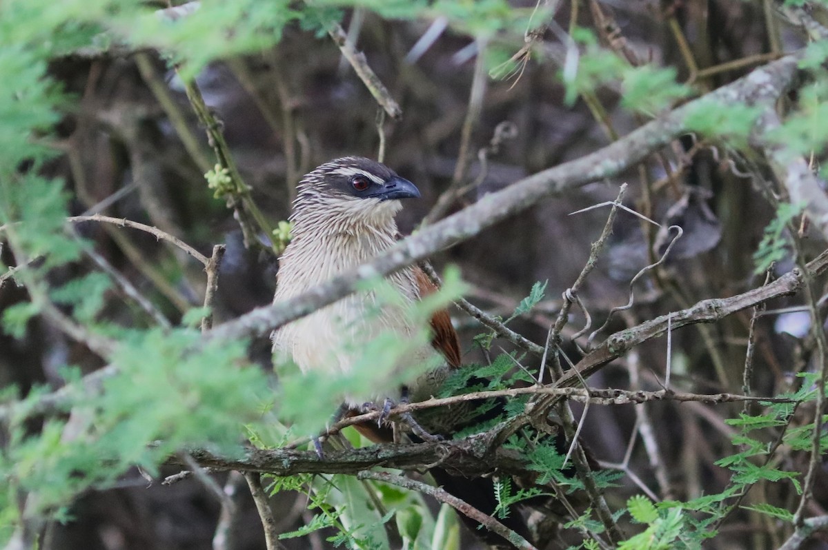 White-browed Coucal - ML617662705