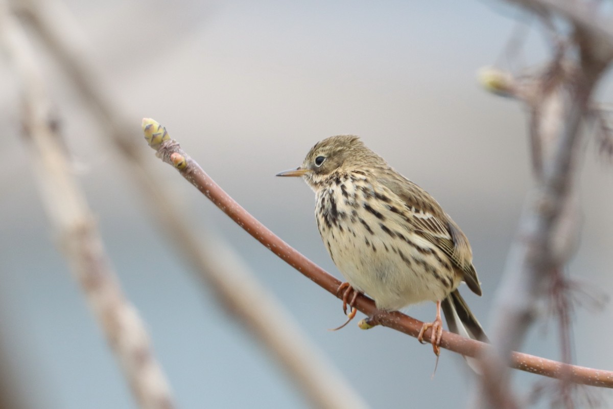 Meadow Pipit - ML617662723